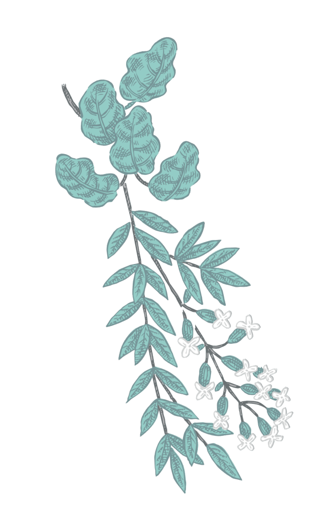 herb01